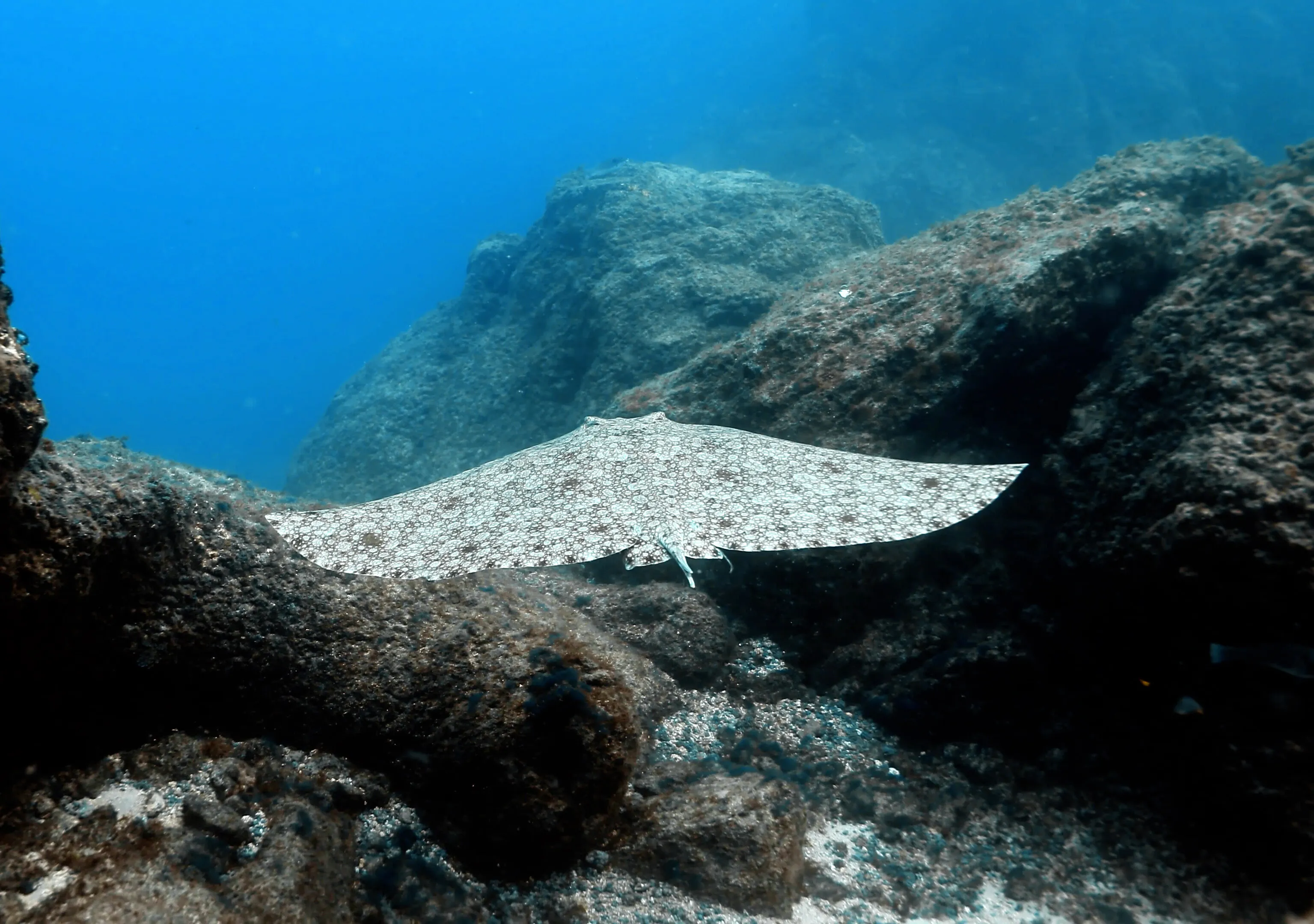 ray flying underwater
